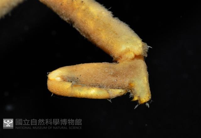 西伯加曼人面蟹藏品圖，第4張