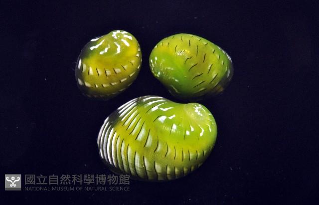 翡翠蜑螺藏品圖，第4張