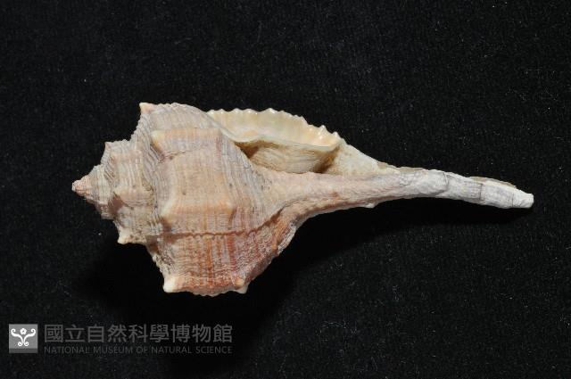 染料骨螺藏品圖，第4張
