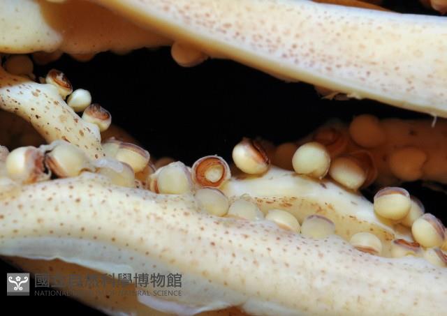 龍氏爪魷魚藏品圖，第4張