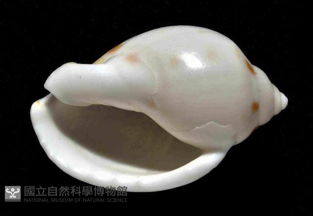 斑點小鬘螺藏品圖，第4張