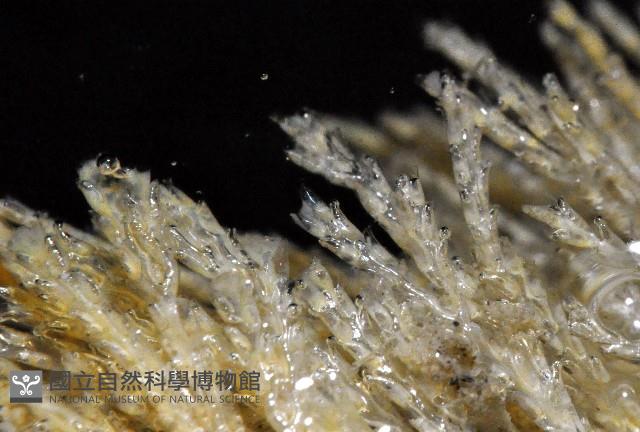 未知種苔蘚蟲藏品圖，第4張