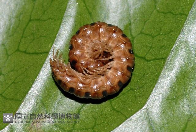 花蓮章氏馬陸藏品圖，第4張