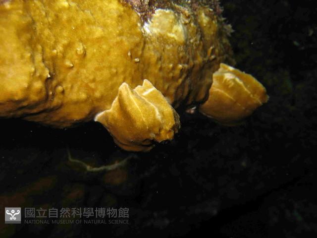 亞傑巨藤壺藏品圖，第4張