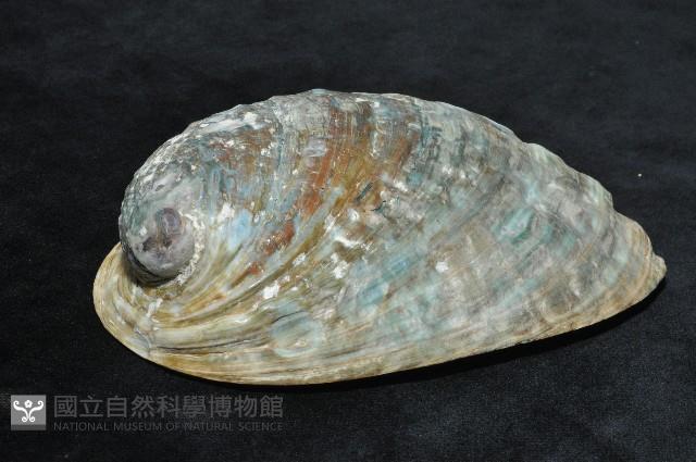 紐西蘭鮑螺藏品圖，第4張