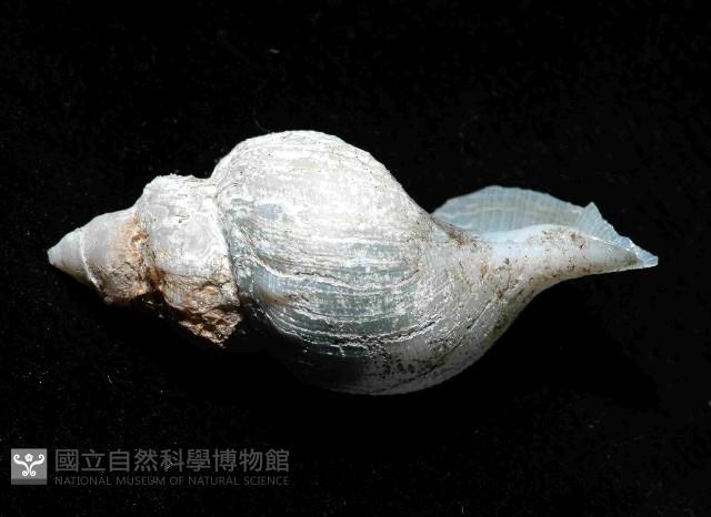 深海捲管螺之一種藏品圖，第4張