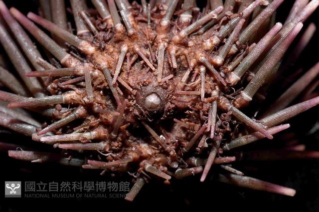 梅氏長海膽藏品圖，第4張