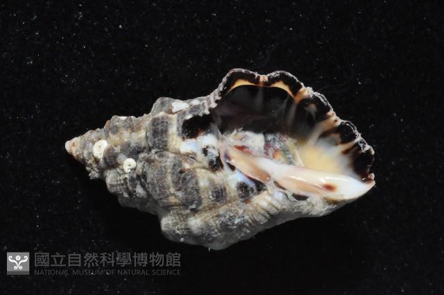 蚵岩螺藏品圖，第4張