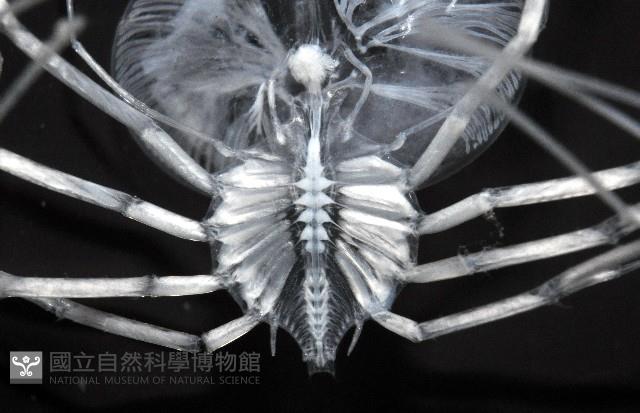 未知種蟬蝦亞科幼生藏品圖，第4張