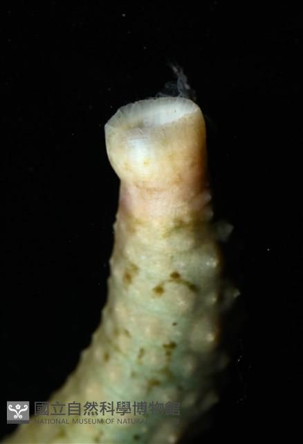 未知種海蛭藏品圖，第4張