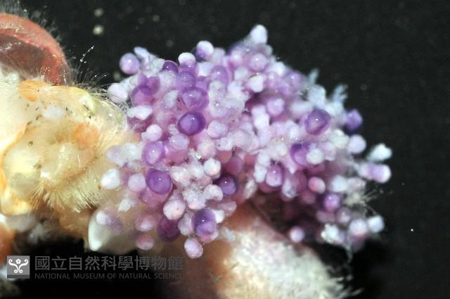 深水旋刺寄居蟹藏品圖，第4張