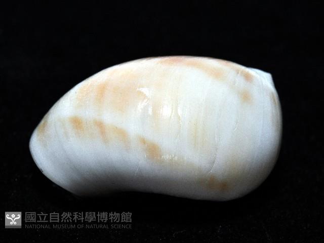 黑唇玉螺藏品圖，第4張