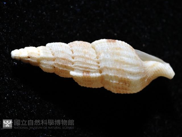 長形核螺藏品圖，第4張