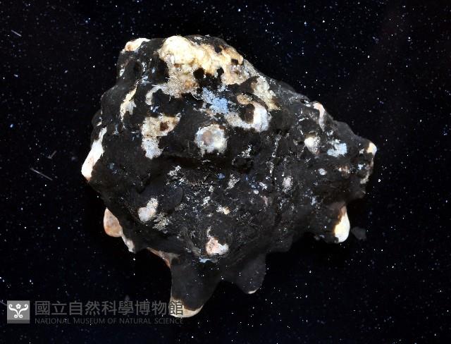 短拳螺藏品圖，第4張