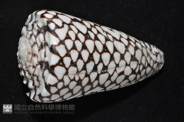 大理石芋螺藏品圖，第4張