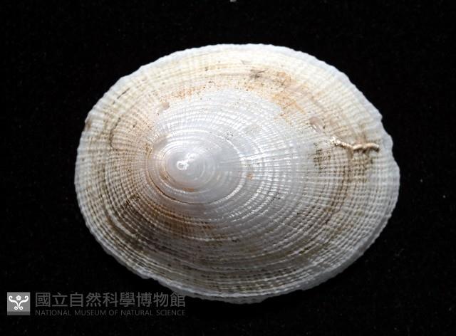 尖頂梳齒笠螺藏品圖，第4張