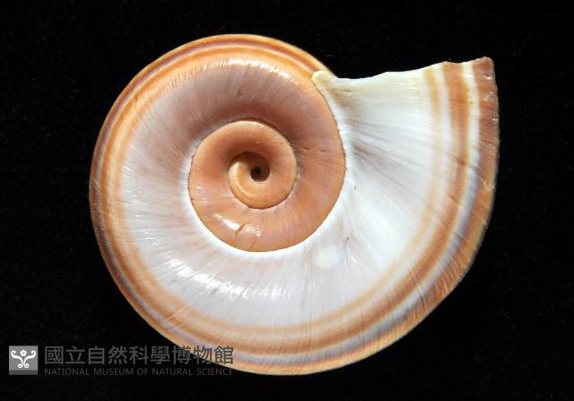 登錄號:006178-00048藏品圖，第4張