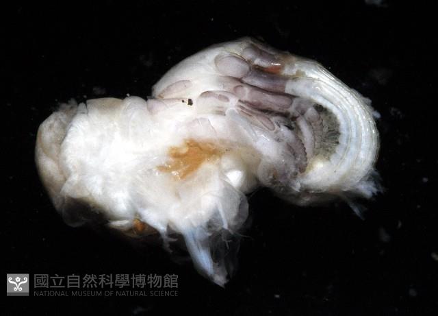 美麗笠藤壺藏品圖，第4張