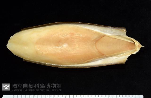金烏賊藏品圖，第4張