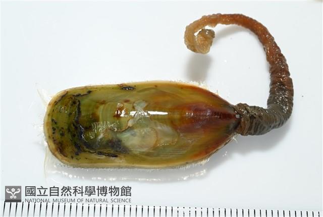 亞氏海豆芽藏品圖，第4張