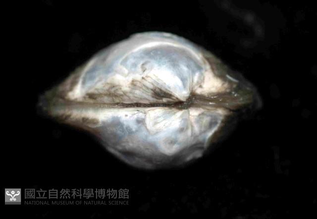未知種光旋心蛤藏品圖，第4張
