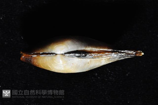 臺灣鱉甲彎錦蛤藏品圖，第4張