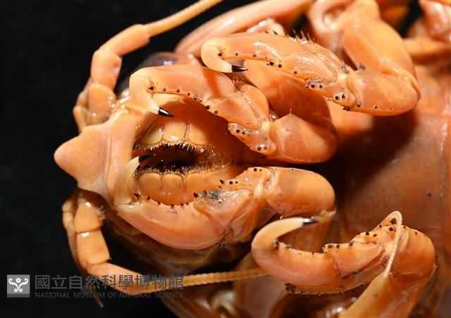道氏深水虱藏品圖，第4張