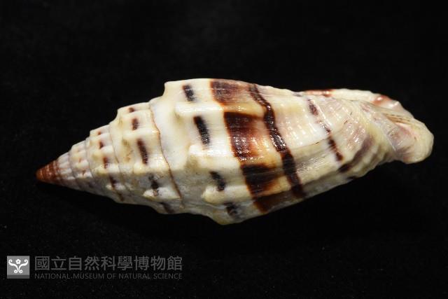 繩紋蛹筆螺藏品圖，第4張