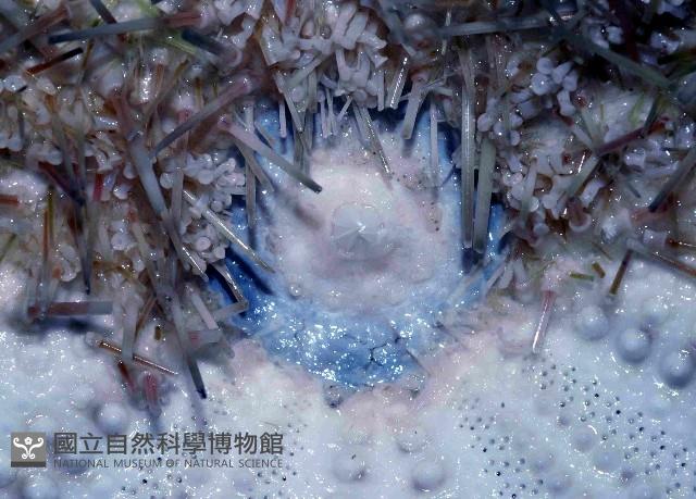 武裝月神海膽藏品圖，第4張