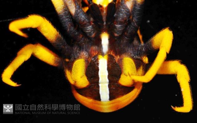 美麗異鎧蝦藏品圖，第4張