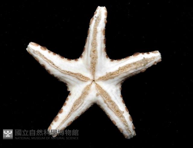 棕緣蛇星藏品圖，第4張