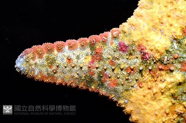 未知種花瘤海星 sp. 01藏品圖，第4張