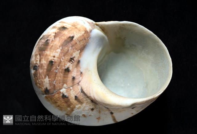 芮氏蠑螺藏品圖，第4張