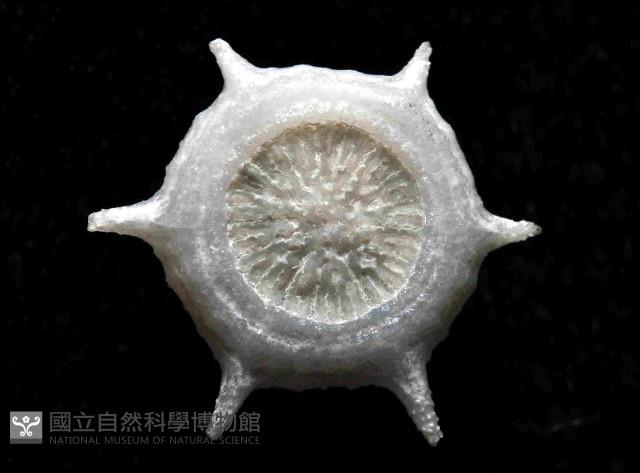 單體葵珊瑚之一種藏品圖，第4張