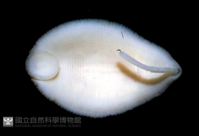 寬身舌蛭藏品圖，第4張