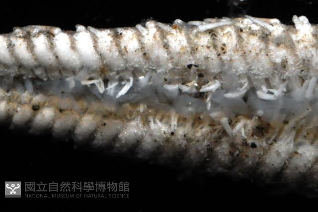 華普槭海星藏品圖，第4張