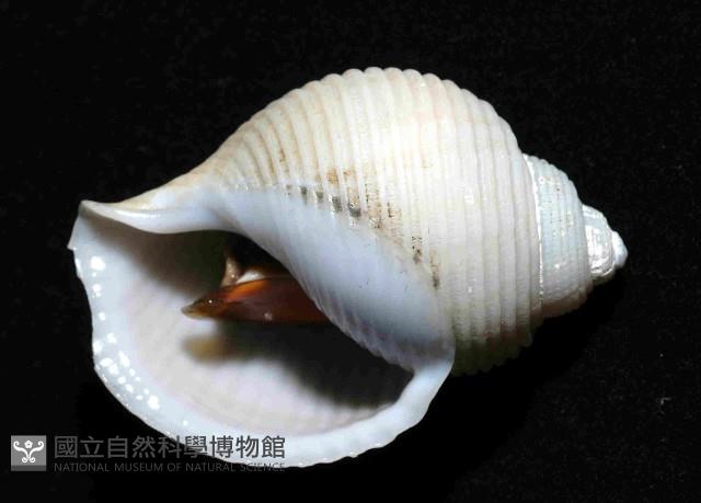 深海唐冠螺之一種藏品圖，第4張