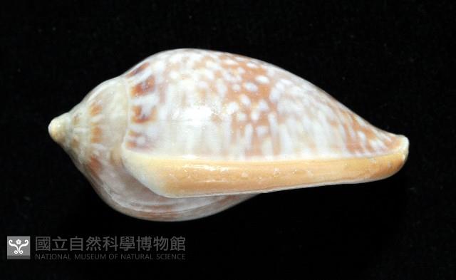 艷紅穀米螺藏品圖，第4張