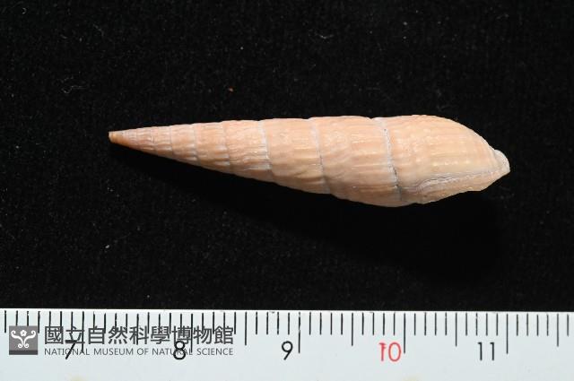 登錄號:007809-00018藏品圖，第4張
