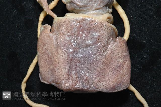 雙乳突僧頭烏賊藏品圖，第4張