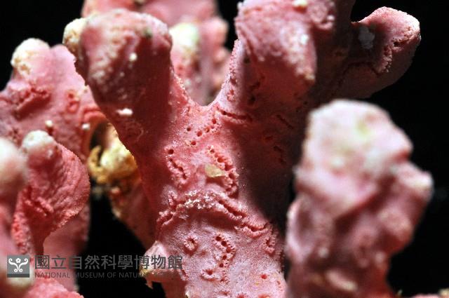 未知種側孔珊瑚藏品圖，第4張