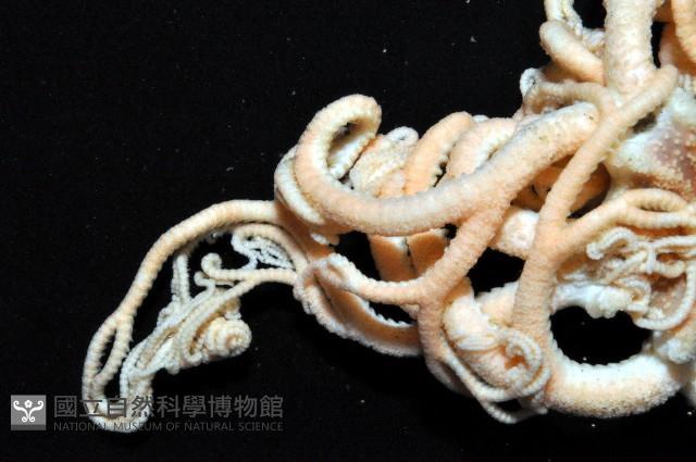 北極筐蛇尾藏品圖，第4張