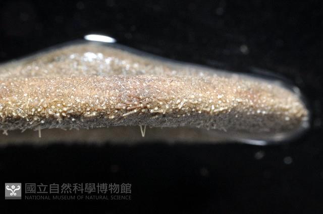 綠楯海膽藏品圖，第4張