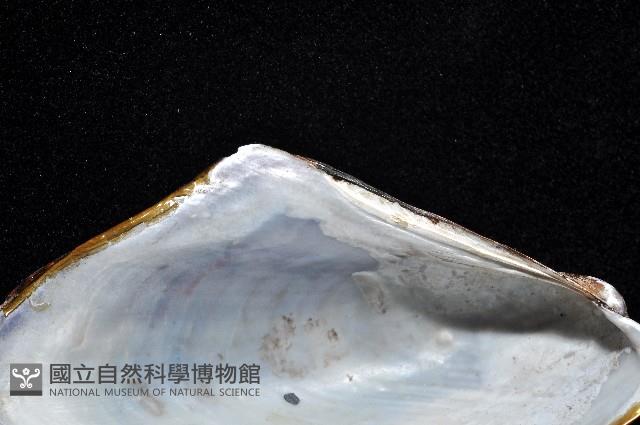 土嘴瓜殼菜蛤(角偏頂蛤)藏品圖，第4張