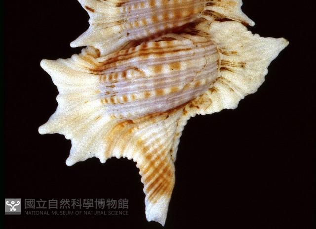 小翼法螺藏品圖，第4張