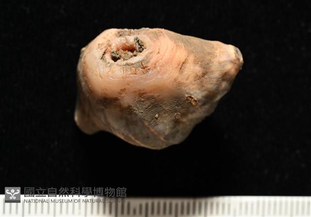 造殼海葵之一種藏品圖，第4張