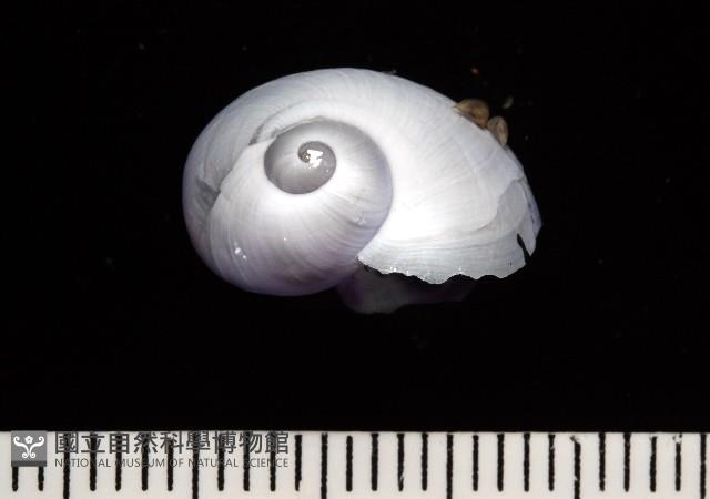 紫螺藏品圖，第4張