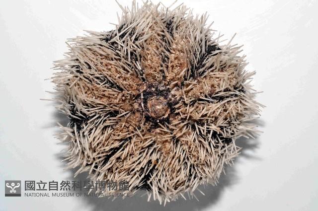 白棘三列海膽藏品圖，第4張