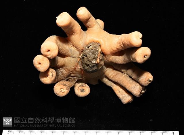 寄居蟹鞘群海葵藏品圖，第4張