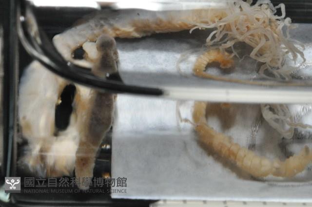 梧棲搓蟄蟲藏品圖，第4張